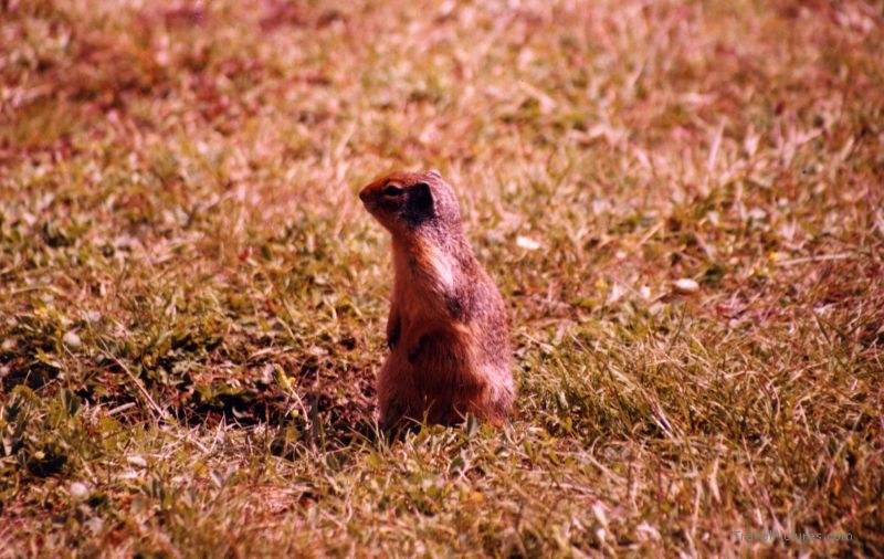 Jasper national park squirrel maligne